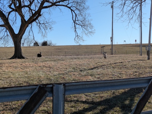 goats in a field.