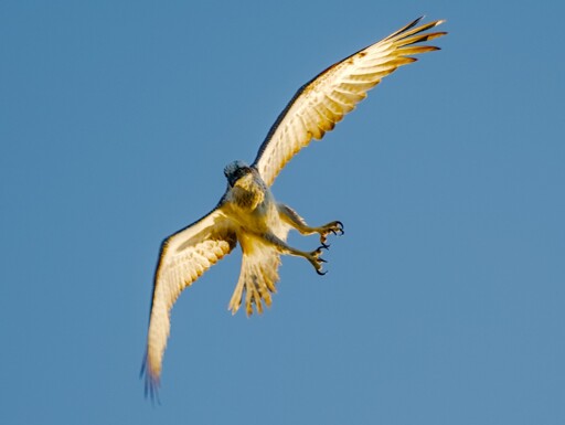 A close up of an Osprey, mid flight, wings extended, in the middle of a banking turn, with legs extended and talons partially open