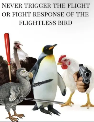 Flightless birds badly photoshopped to be armed with the caption "NEVER TRIGGER THE FIGHT OR FLIGHT RESPONSE OF A FLIGHTLESS BIRD"