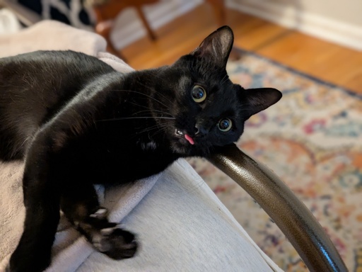 Black cat with tongue out.