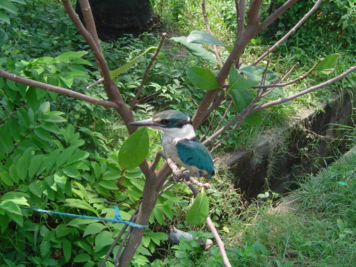 Photo of a Collared kingfisher perched in a sapling