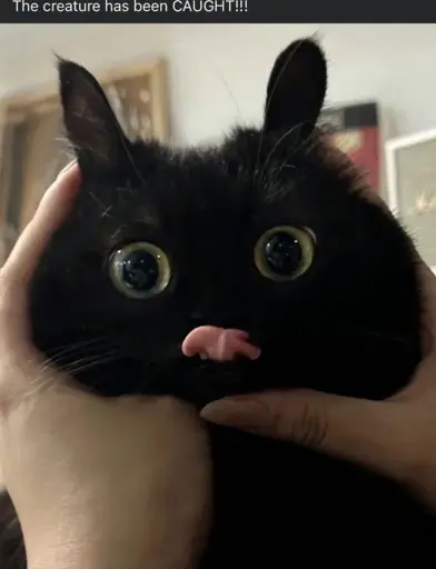"The creature has been CAUGHT!!!" picture of a cat that has its cheeks being pushed to the front by two hands, forming a silly™ face