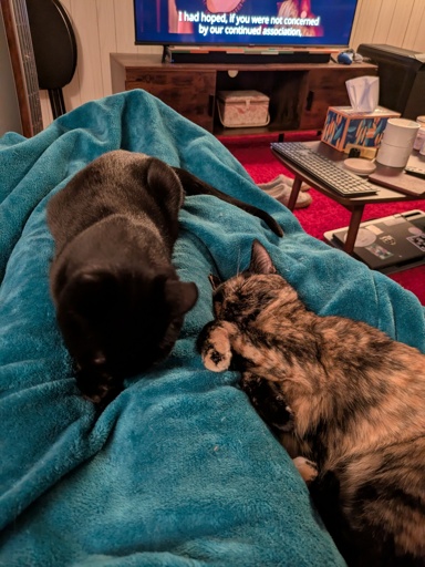 two sleepy kitties.