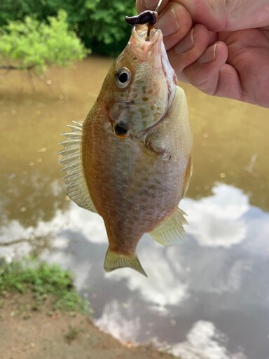 Bluegill