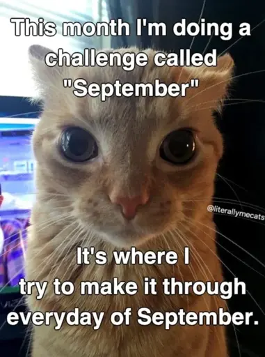 Picture of a orange cat looking at you captioned: This month I'm doing a challenge called "September” Its where I try to make it through everyday of September.