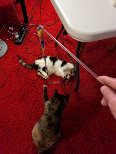 two cats playing with a ribbon.