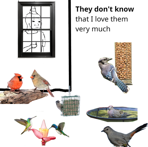 image macro of the "they don't know meme" but the guy is behind a window staring at birds. "they don't know that I love them very much"