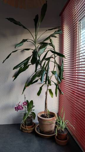 Main photo is of three plants on a grey-blue table, a red Venetian blind to the right filtering out light. To the left, a small orchid in bloom looks happy enough. To the right, a spider plant with serious case of overwatering. In the middle, a huge dracaena towers above them, some leaves straight and healthy, others droopy, and many with brown tips. Please note the plant mom is doing her best, here.