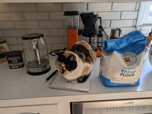 Calico cat sitting on a notebook 