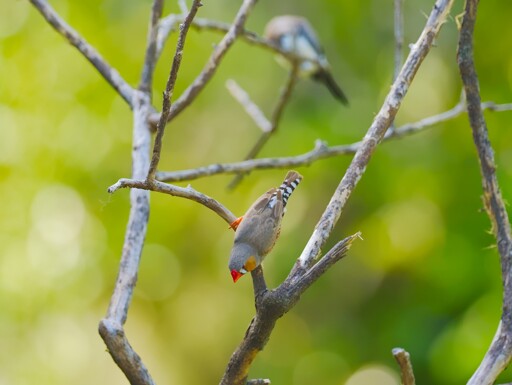  A Zebra Finch (Taeniopygia guttata) caught on camera just as its about to leap from its branch on to the ground in search of seed
