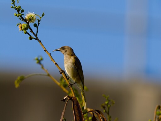 A close up of a small honeyeater, at rest on a thing, near vertical branch